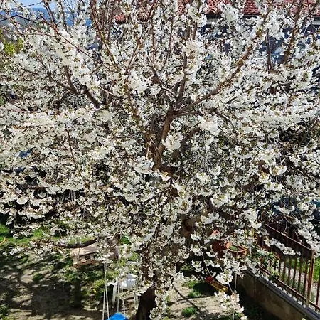 Casa Serendipity * Trieste